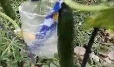 荷兰网红吃瓜视频大全免费观看,免费观看，笑料横生！